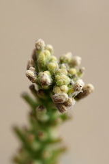 Cakile maritima euxina