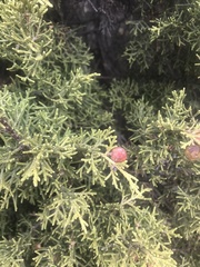 Juniperus phoenicea