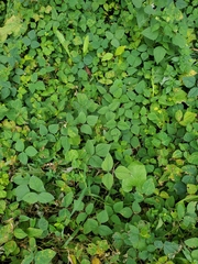 Aegopodium podagraria