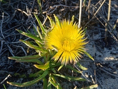 Conicosia pugioniformis