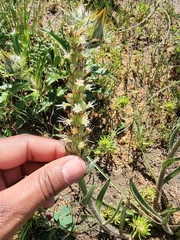 Echiostachys incanus