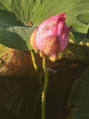 Nelumbo nucifera