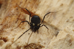 Nemastoma bimaculatum