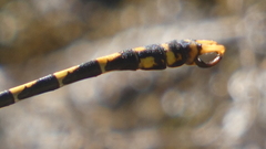 Onychogomphus uncatus