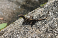 Anolis homolechis