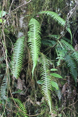 Blechnum fragile