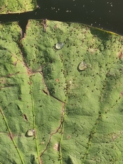 Nelumbo nucifera