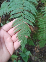 Amauropelta noveboracensis