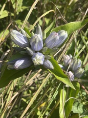 Gentiana × pallidocyanea
