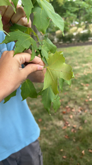 Acer floridanum