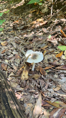 Lepiota rubrotinctoides
