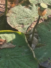 Nelumbo nucifera