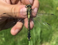 Gomphus vulgatissimus