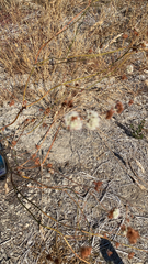 Eriogonum nudum