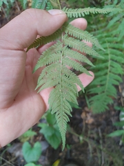 Amauropelta noveboracensis