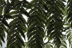 Cyatheaceae