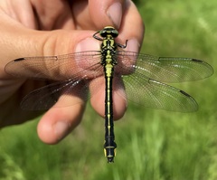 Gomphus vulgatissimus