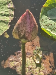 Nelumbo nucifera