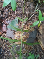 Amauropelta noveboracensis