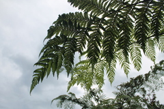 Cyatheaceae