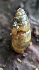 Cochlicopa lubrica