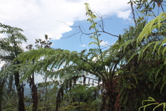 Cyatheaceae