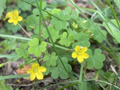 Oxalis stricta