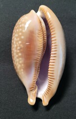 Macrocypraea cervus