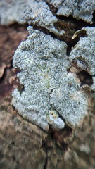 Lecanora carpinea