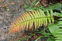 Blechnum lineatum