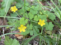 Oxalis stricta
