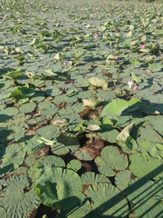 Nelumbo nucifera