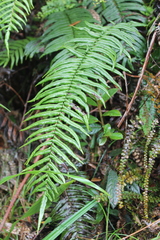 Blechnum lineatum