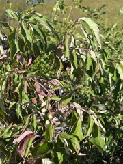 Cornus obliqua