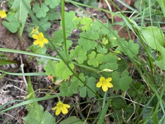 Oxalis stricta