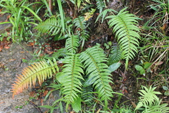 Blechnum lineatum