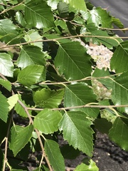 Betula nigra