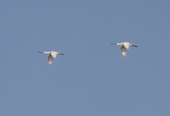 Platalea leucorodia