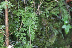 Hymenophyllaceae
