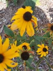 Rudbeckia
