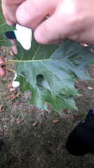 Quercus rubra