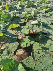 Nelumbo nucifera