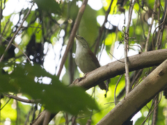 Thryophilus rufalbus