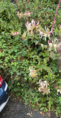 Lonicera periclymenum