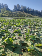 Nelumbo nucifera