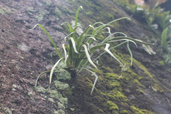 Polypodiaceae