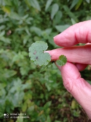 Chrysosplenium alternifolium
