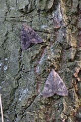 Catocala sponsa