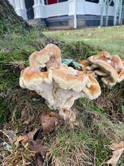 Bondarzewia berkeleyi