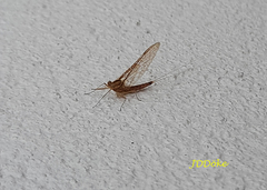 Callibaetis